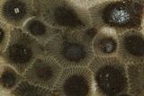 Polished Petoskey Stone (Fossil Coral) - Michigan #131054-1